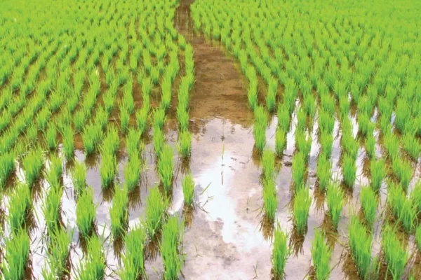 Rice-cultivation-path-flooded-rice-paddy-Philippines