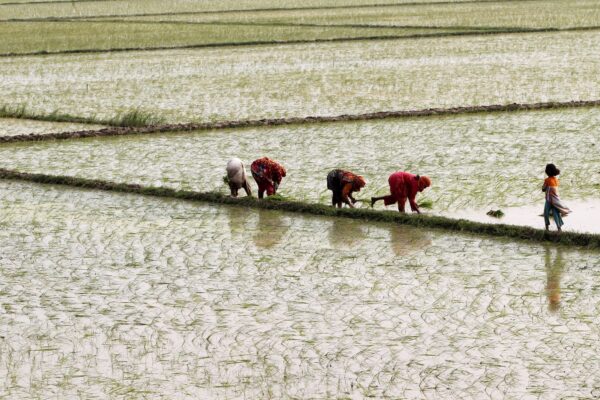 women-plant-rice-Lahore-Pakistan-scaled